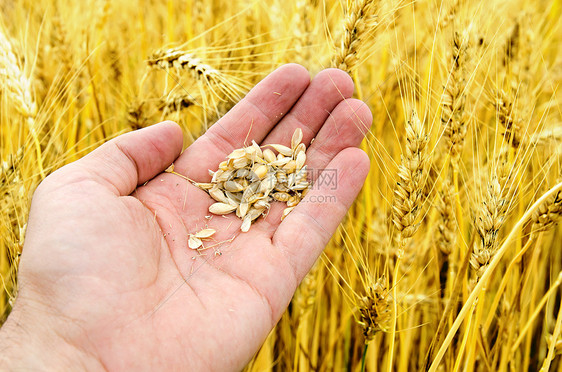 金子在田地上收割农田季节农学家培育收获收成小麦场景面包场地图片
