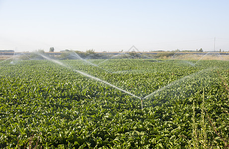 灌溉场地管道蔬菜食物飞沫生长农作物土地土豆植物图片