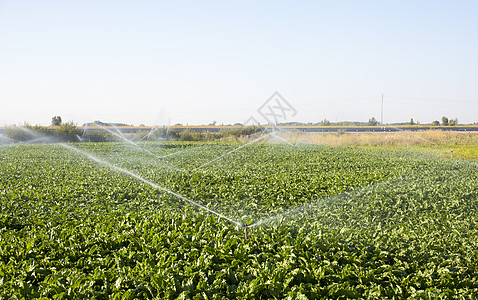 灌溉洒水器农场淋浴植物土豆农作物书钉蔬菜季节图片