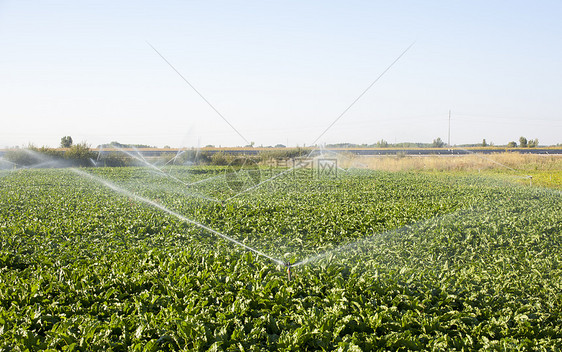 灌溉洒水器农场淋浴植物土豆农作物书钉蔬菜季节图片