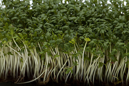 白后腹骨上孤立的稻苗灌木芳香草本植物香气植物叶子饮食蔬菜花园食物图片
