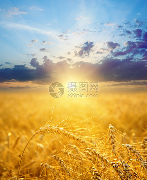 日落时麦子的金耳朵种子金子太阳农场大麦日出面包橙子小麦玉米图片
