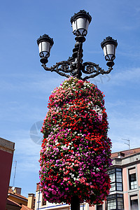 街灯上的鲜花装饰荆棘雕塑树叶花店玫瑰路灯灯笼植物群花束含羞草图片