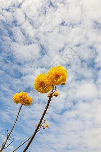 黄丝棉或科克洛皮黄色丝棉花瓣花粉气候植物学花朵植物图片