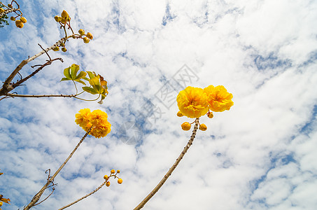 黄丝棉或科克洛皮花朵花瓣丝棉植物花粉植物学黄色气候图片