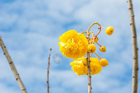 黄丝棉或科克洛皮植物学花瓣植物气候花粉丝棉黄色花朵图片