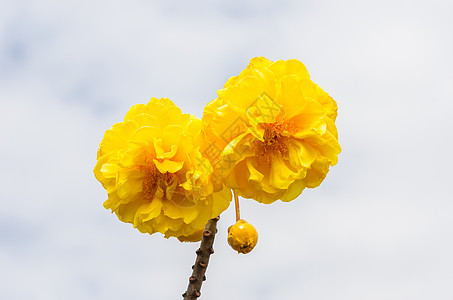 黄丝棉或科克洛皮气候丝棉花粉植物学花瓣黄色植物花朵图片