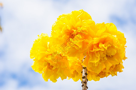 黄丝棉或科克洛皮花瓣花朵黄色花粉气候植物学植物丝棉图片