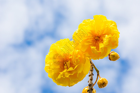 黄丝棉或科克洛皮植物学花瓣黄色花朵丝棉气候花粉植物图片