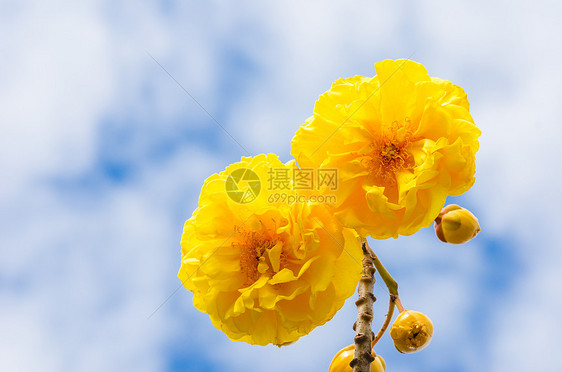 黄丝棉或科克洛皮植物学花瓣黄色花朵丝棉气候花粉植物图片