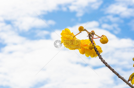 黄丝棉或科克洛皮气候黄色植物学花瓣花朵植物丝棉花粉图片