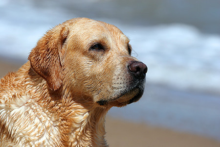 沙滩上的黄色拉布拉多波浪朋友宠物太阳幸福白色天空晴天海滨猎犬图片