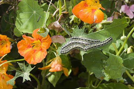 食用绿叶的毛毛虫蝴蝶橙子植物环境控制花园害虫漏洞野生动物丝绸图片