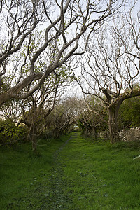 爱尔兰的树条路径图片