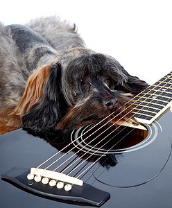 悲伤的狗和吉他唱歌娱乐动物音乐毛皮爱好爪子朋友民间脊椎动物图片
