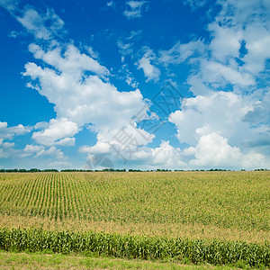 麦田油画绿玉米在云天下田地收成粮食季节农场场地耳朵阳光蓝色环境地平线背景