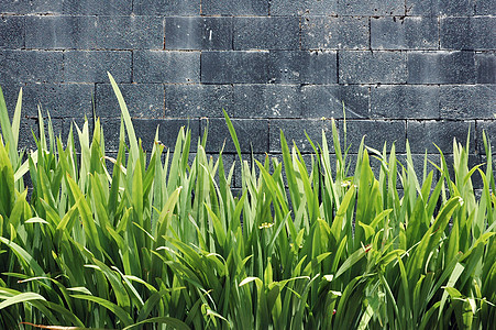 带绿色植物的水泥墙乡村建筑学地面石墙风化墙纸裂缝黏土材料石工图片