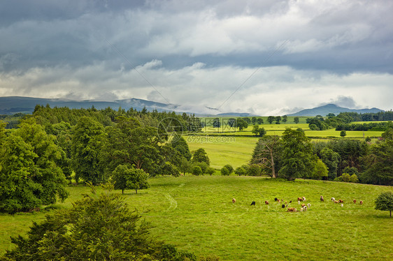 苏格兰景观和草地上的奶牛图片
