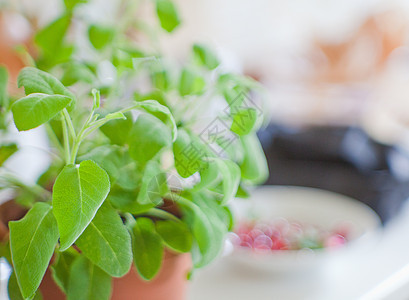 年龄美食植物学食谱沙拉烹饪草本宏观叶子树叶小枝图片