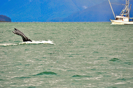 飞行的鲸鱼捕鲸观察波浪鲸鱼观鲸波纹背景