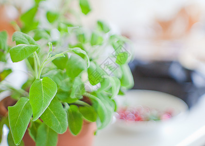 年龄草本植物食谱沙拉植物学绿色叶子小枝烹饪树叶香料图片