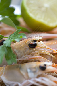 斯坎皮市场海鲜动物龙虾渔夫盘子牡蛎甲壳贝类餐厅图片