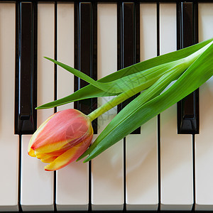 音乐和鲜花展示惊喜艺术念日郁金香声音植物季节花束钢琴图片