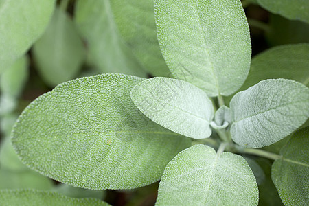 Sage厂绿色园艺草本草本植物植物学智者香味美食香料生长图片