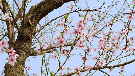 粉红桃花花粉色树干花瓣天空叶子植物群生长图片