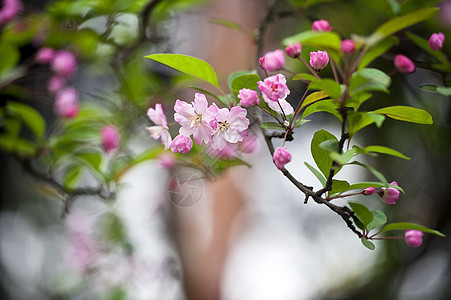 粉红桃花花花瓣粉色生长植物群叶子树干图片