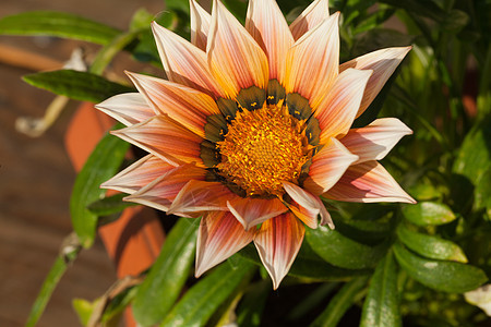 美丽的加沙花朵植物雏菊宏观橙子阳光条纹植物群叶子花粉花园图片