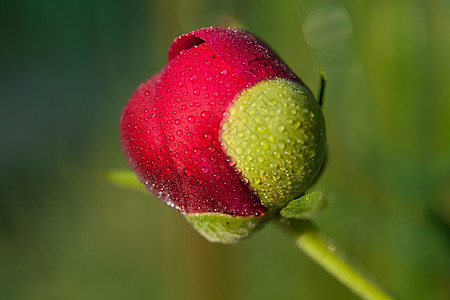 雨后鲜花芽礼物牡丹植物问候语雨滴庆典花瓣卡片花园时间背景图片