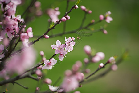 粉红桃花花花瓣植物群蜜蜂树干叶子粉色生长图片
