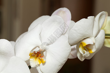 白兰花 白白孤立周年植物纪念日婚礼礼物热带温泉植物群花束白色图片