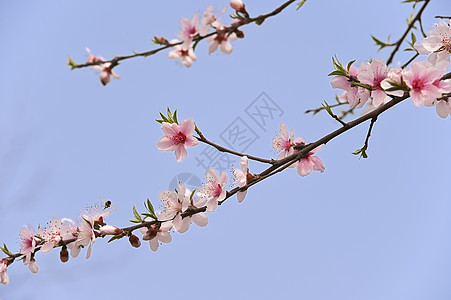 粉红桃花花叶子树干花瓣生长天空粉色植物群图片