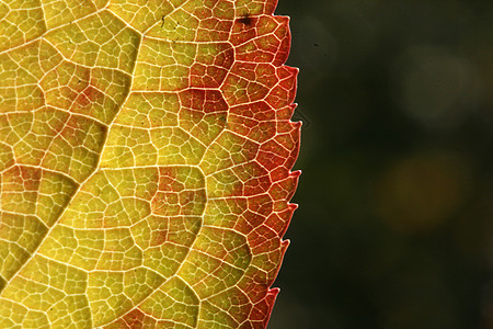 宏自自动叶叶网络生态异国植物学叶子区系宏观生物环境情调图片