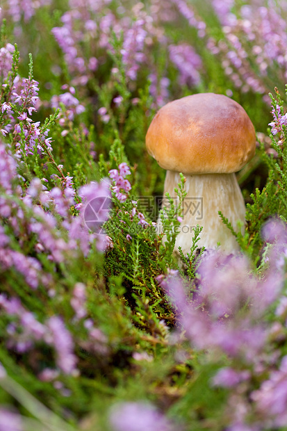 石her中的小型蘑菇紫色绿色菌类美味食物帽子苔藓宏观叶子季节图片