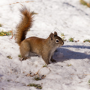 警示可爱的美国红松鼠冬雪野生动物尾巴后院冒充鲇鱼松鼠公园手表毛皮动物图片