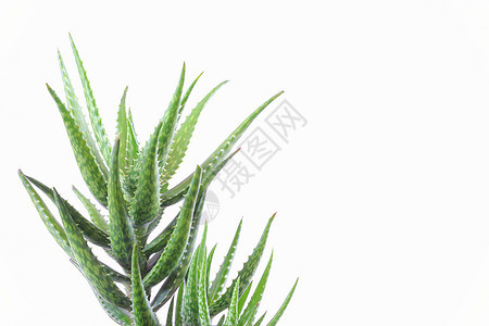 白上隔离的 Aloe vera 植物生长药品树叶治疗果汁皮肤小路芦荟婴儿叶子图片