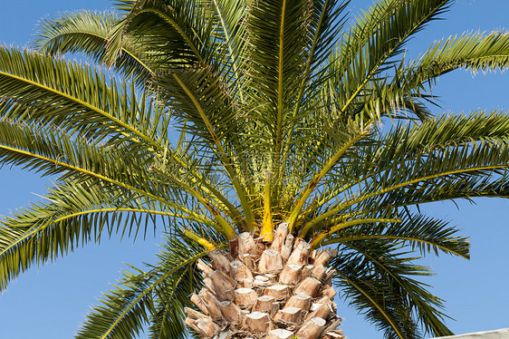 绿棕榈树椰子植物反射休息亚热带情调旅行植物群晴天假期图片
