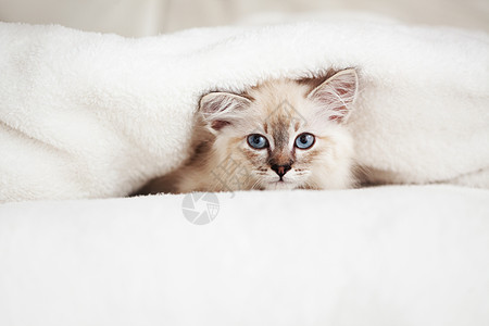 西西伯利亚小猫孩子毯子化妆灰色猫科动物猫咪眼睛动物宠物舞会图片