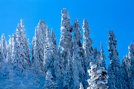 雪覆盖的长青树摘要斯诺夸尔姆山口华盛顿风景白色树木顶峰运动山脉旅行高山季节松树图片