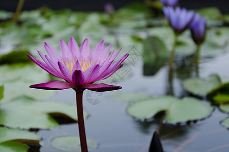 莲体环境紫色粉色美丽花园花瓣植物植物群池塘植物学图片