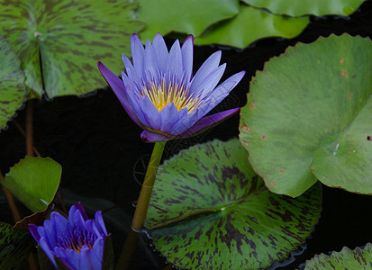 莲体绿色环境叶子植物群粉色花园池塘紫色植物公园图片