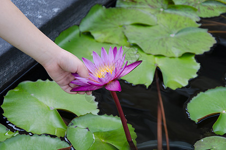 莲体植物群花园池塘紫色环境绿色美丽植物植物学公园图片