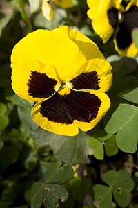 神经囊花店植物群雌蕊花束叶子生长树叶草本植物植物种子图片