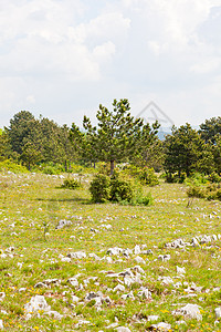 顶峰岩溶灌木丛木头草地自然现象树叶岩石土壤松树树木图片