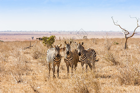 斑马望着摄像机哺乳动物斑马日落大草原橙子旅游好奇心国家公园白色图片