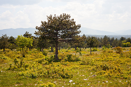 顶峰岩溶松树自然现象树木土壤石灰石树叶灌木丛岩石草地图片