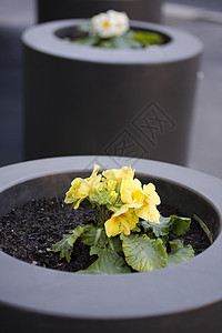 黄花叶子植物植物学种子花瓣杂草生长脆弱性家庭草本植物图片